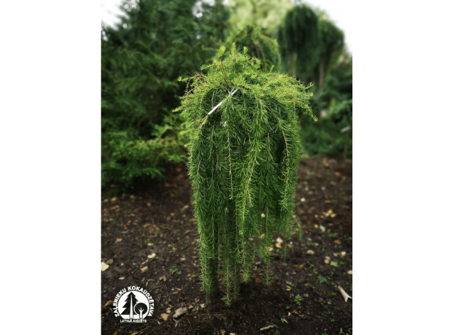Larix decidua   'Puli'